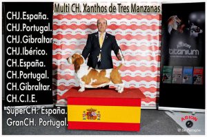 Xanthos de Tres Manzanas Basset Hound